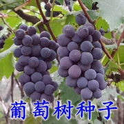葡萄种子红提子美人指巨峰夏黑盆栽果树葡萄籽种孑葡萄树种籽