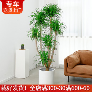 1.4—2.5米多头龙血树盆栽龙须，树大型室内办公室，客厅植物大气绿植