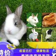 兔子活物垂耳兔家养小型宠物兔迷你茶杯兔幼兔白兔幼崽侏儒兔
