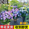 绣球花苗盆栽无尽夏老桩带花苞室内庭院花卉，植物四季开花好养耐寒