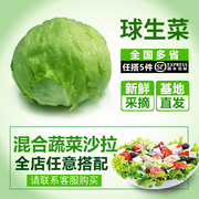 球生菜500g新鲜蔬菜沙拉，食材西餐汉堡用西生菜，球形圆生菜5斤