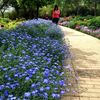 蓝花亚麻种子兰花亚麻，种籽花籽花种四季易活开花室内外盆栽多年生