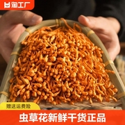 孢子头蛹虫草金虫草北虫虫草菌材料虫草花干货500g非特级