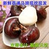 广西桂林荔浦特产大果现挖新鲜自种水果马蹄，荸荠15-20个1斤
