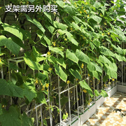 好货阳台种菜花盆机设备家庭室内菜园水培无土栽培有机蔬菜种植箱