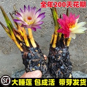 睡莲根块带花苞水培植物碗莲荷花苗水养莲花卉盆栽池塘种四季开花