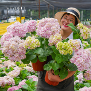 海蒂的花园蒙娜丽莎大花绣球，可调色阳台，庭院花卉植物盆栽苗