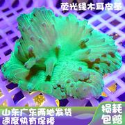 绿木耳皮革珊瑚生物，海葵造景海草海星观赏软体，珊瑚海缸海水珊瑚