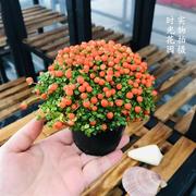 网红珍珠橙盆栽 珊瑚念珠草 桌面室内观果植物红果薄柱草成品