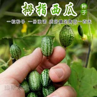 寿光蔬菜种子拇指西瓜，手指黄瓜味，迷你西瓜阳台盆栽四季播包