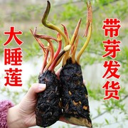 池塘睡莲花鱼缸睡莲根块带花苞四季盆栽水培植物庭院大小睡莲花苗