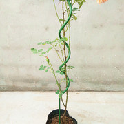 植物爬藤支架花支架，植物造型架b植物，扶直架花卉支架园艺支架