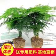 文竹盆景植物室内绿色盆栽桌面，吸甲醛净化空气观叶花卉绿植