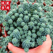 旋叶姬星美人多肉植物易爆盆群生带盆栽好创意迷你小绿植网红