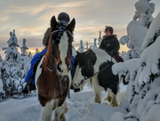 芬兰罗瓦涅米北极马术体验之旅(2人起订+提供骑马装备)