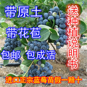 2颗盆栽蓝莓苗蓝莓，树苗蓝莓盆栽苗，蓝莓结果苗南方北方品种