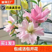 香水百合花重瓣种球盆栽，好养易活鲜花四季开花庭院，花卉种子绿植物