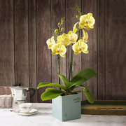 一枝欧品蝴蝶兰带花植物室内花年宵花客厅绿植办公室桌面鲜花