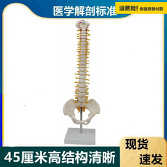 4.5厘米人体脊柱模型腰椎间盘脊神经盆骨股骨仿真骨架正骨推拿筋