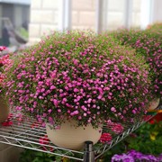 满天星种子易爆盆四季种易活开花不断室内阳台盆栽种子观花卉植物