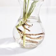 风信子透明玻璃水培容器水仙花瓶玻璃花盆水培瓶插植物器皿养花瓶