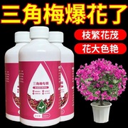 抢三角梅肥料专用肥植物营养液梅花家用花卉养花促开花