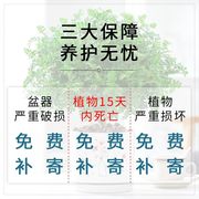 驱蚊虫清香木盆栽室内花卉植物净化空气除甲醛绿植提神胡椒木