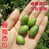 拇指西瓜高产迷你拇指西瓜种子孑小黄瓜种籽观赏四季阳台盆栽