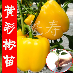 彩色黄色甜椒苗辣椒种籽种子孑阳台四季盆栽灯笼椒蔬菜种苗籽种
