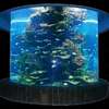 新办公室水族工程海水缸圆柱缸海洋缸实木超白玻璃金晶玻