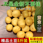 23年新鲜小土豆黄皮黄(黄皮黄)心土豆5斤小果咖啡香草棒切割剪