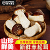  新鲜现摘赤松茸姬松茸2斤红球盖菇鲜蘑菇煲汤火锅菌菇2