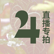 纵野/ 4号直播专拍 客厅绿植室内大盆栽趣味好看稀有花烛蔓绿绒