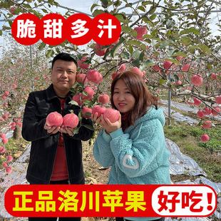正宗脆甜陕西洛川苹果净重，8.5斤红富士新鲜水果，当季整箱孕妇