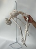 85厘米人体骨架带神经，椎间盘神经可弯曲脊椎带可拆卸骨骼骷髅模型