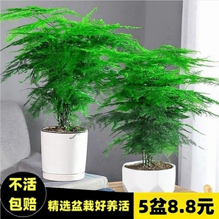 文竹盆栽盆景植物室内客厅花卉，办公室桌面绿植好养四季常青大(常青大)盆栽