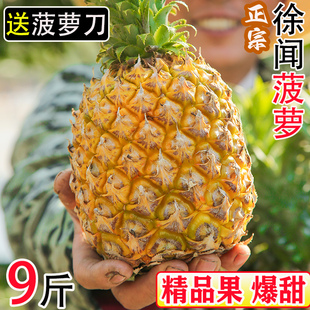 广东徐闻菠萝新鲜水果，10斤应当季非金钻凤梨手撕菠萝特产整箱