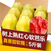 红心芭乐番石榴5斤树上熟水果新鲜广东当季软糯甜香红色巴乐整箱