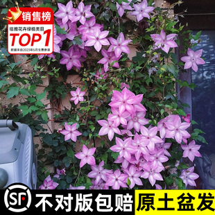 乌托邦铁线莲重瓣小苗，三类爬藤植物室内鲜花，花卉绿植盆栽四季开花