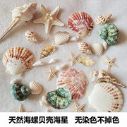 天然贝壳海螺海星海胆壳，幼儿园手工diy相框漂流瓶，风铃打孔小贝壳