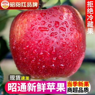 昭阳红昭通新鲜苹果脆甜水果丑苹果10冰糖心红富士斤