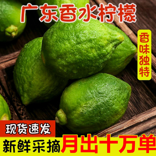 畅销第一广东香水柠檬，新鲜一级青当季水，果香柠檬奶茶店专用