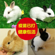 兔子活物宠物兔侏儒兔家养垂耳兔小型茶杯兔凤眼小兔子活体小白兔