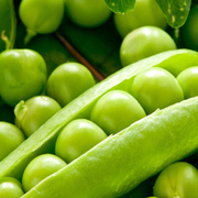 豌豆种子四季高产菜豆青豆有机豌豆可做芽苗菜阳台小院蔬菜种籽孑