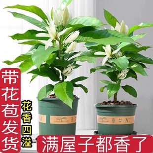 白兰花盆栽白玉兰花树苗带花苞黄角兰黄果兰室内花卉植物绿植好养