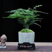 文竹盆栽植物室内绿化四季迷你办公室绿植，摆件桌面好养创意小盆景