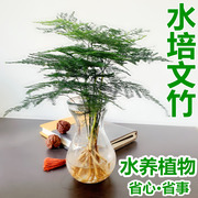 水培文竹室内绿植花卉盆栽水培植物四季常青客厅水培好养盆景