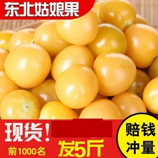 2021东北黑龙江花姑娘果，新鲜水果5斤大黄金，姑娘果野生洋茹娘x甜灯