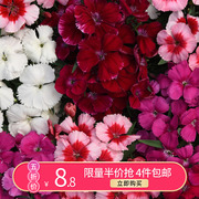 bp花卉石竹盆栽，12cm科罗娜易养植物花期，长花量大阳台庭院花园观花