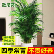 散尾葵凤尾竹盆栽室内客厅，大型绿植吸甲醛植物，四季常青富贵椰花卉